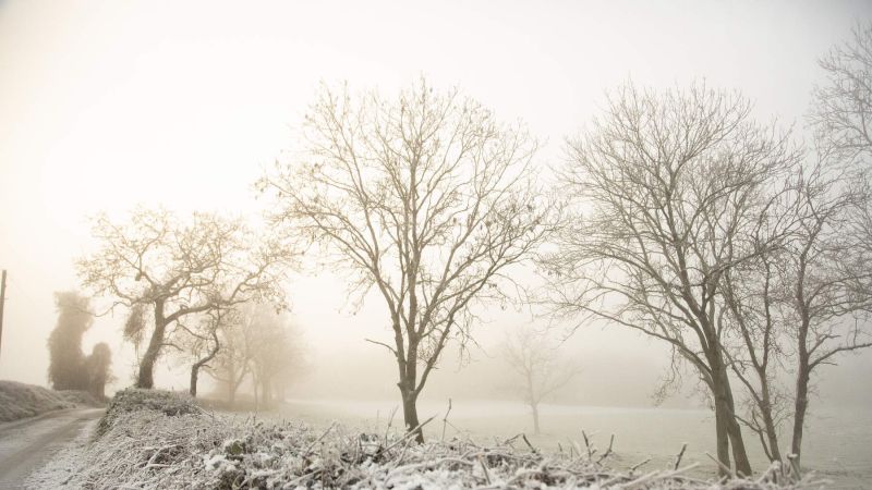 Winter scene with trees